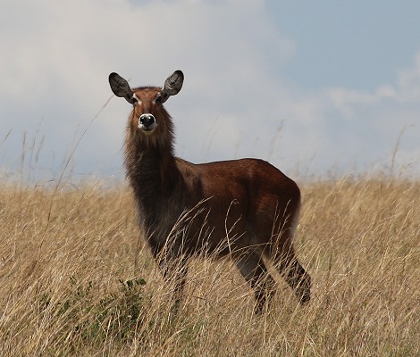 Wasserbock