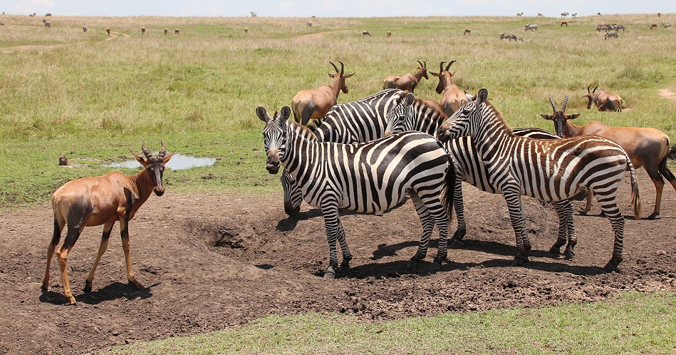 Zebras und Topis in der Masai Mara