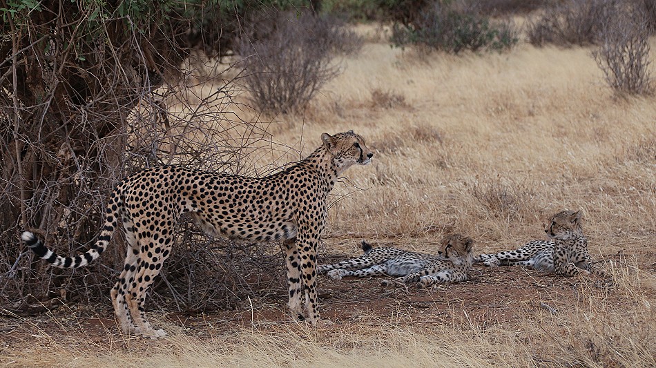 Cheetah mother with 4 cubs in Samburu