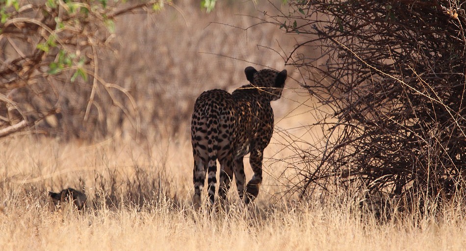 Geparden Mutter mit vier Jungen im Samburu Reservat