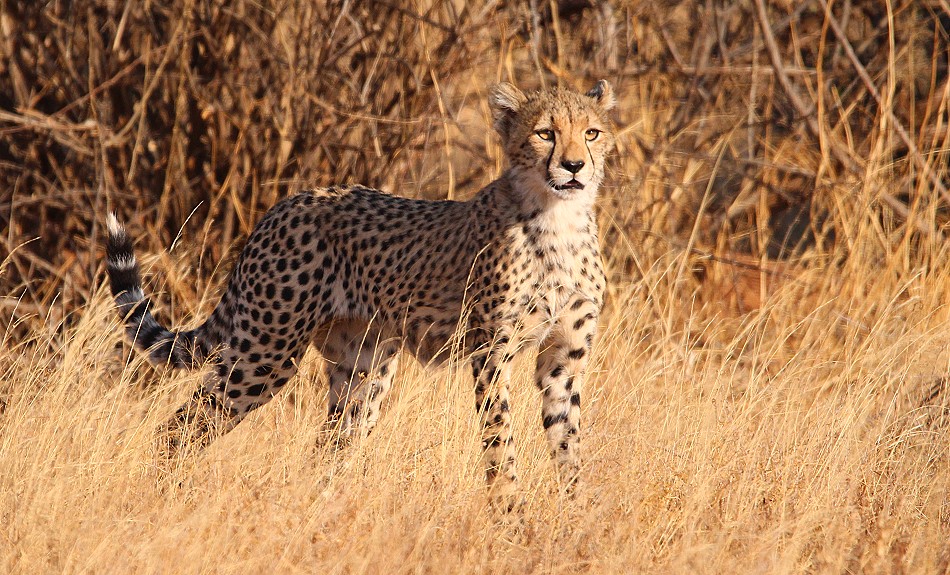 Geparden Mutter mit vier Jungen im Samburu Reservat