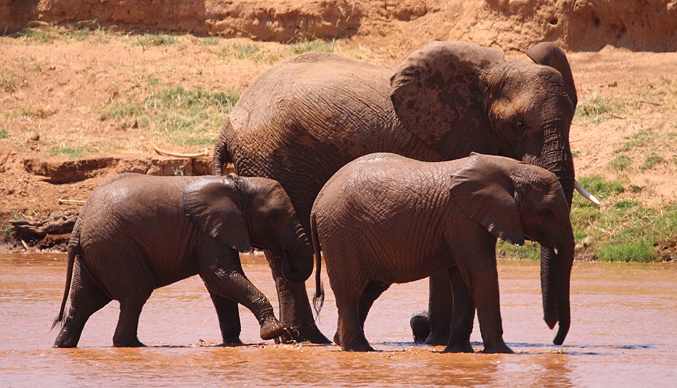 Elefanten im Samburu