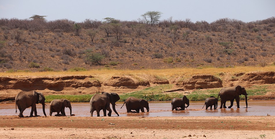Elefanten im Samburu