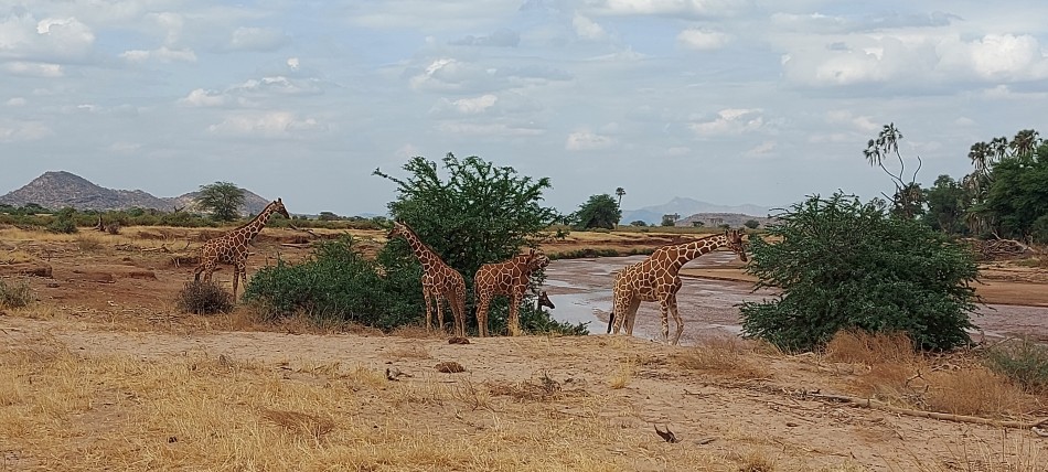 Netzgiraffen im Samburu Reservat