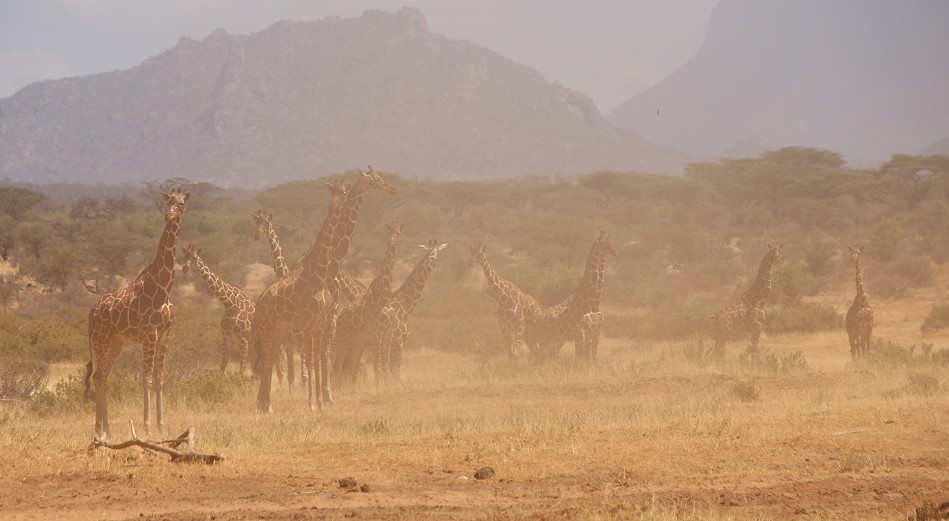 Netzgiraffen werden von Löwen gejagt