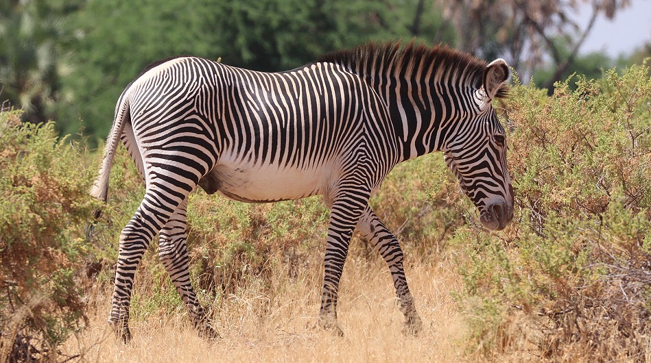Grevy Zebra im Samburu