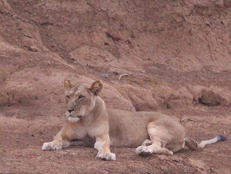 Löwen im Samburu