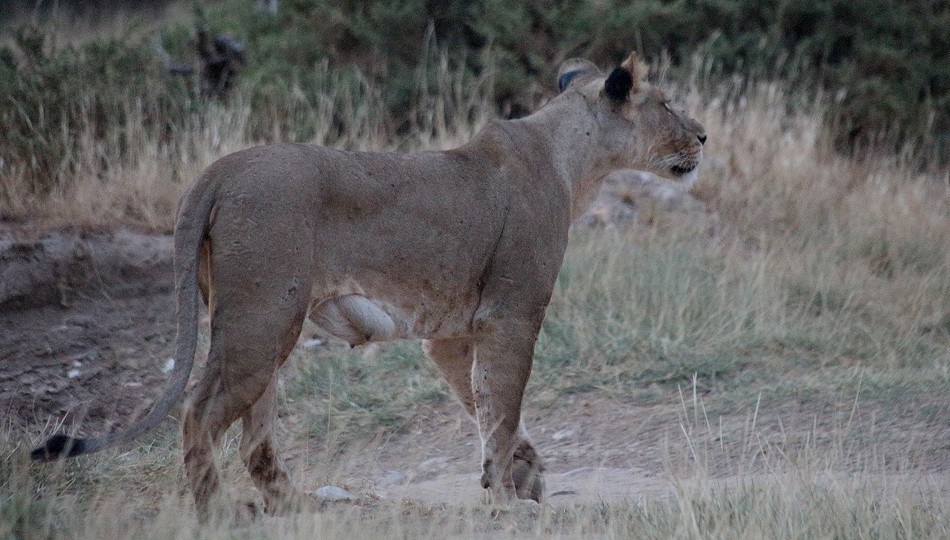 Löwen im Samburu