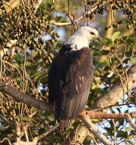 African Schreiseeadler