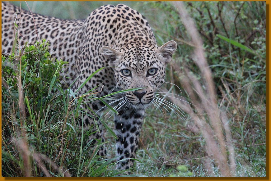 Leopardin, Faulu