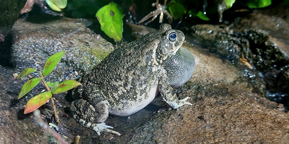 Sclerophrys spp.