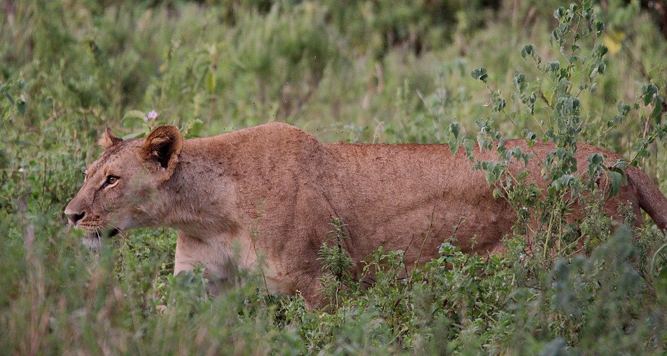 versteckte Löwen im Lumo Conservancy