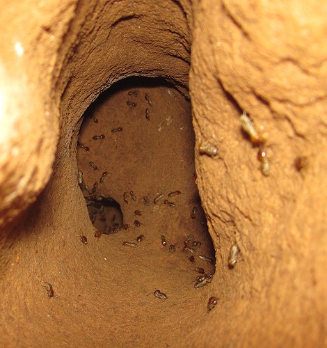 Abenteuer Termitenhügel