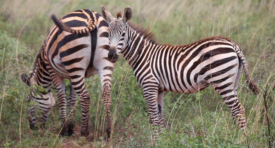 Zebras im Lumo Conservancy