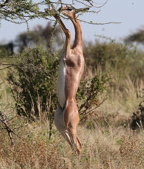 Gerenuk im Samburu Reservat