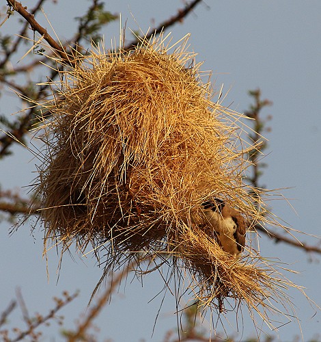 Schwarzkappenweber Nest