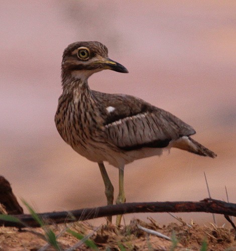 Europäischer Triel, Burhinus oedicnemus