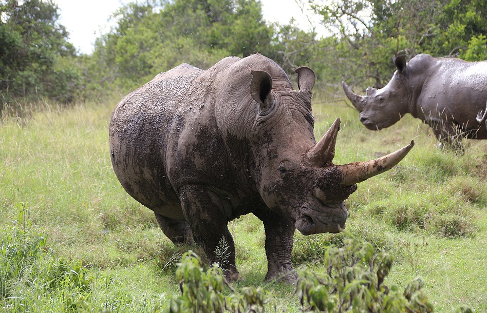 Breitmaulnashorn, Solio Reservat