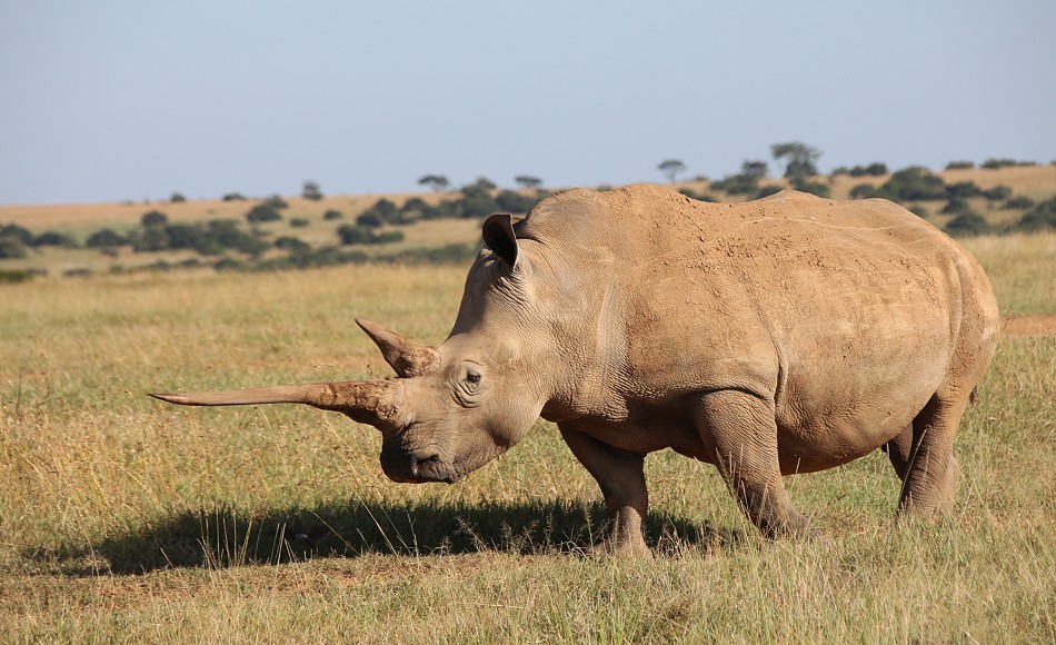 Breitmaulnashorn, Solio Reservat
