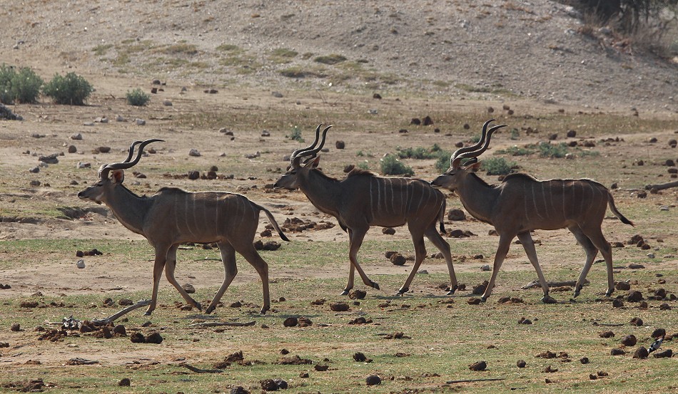 Große Kudus