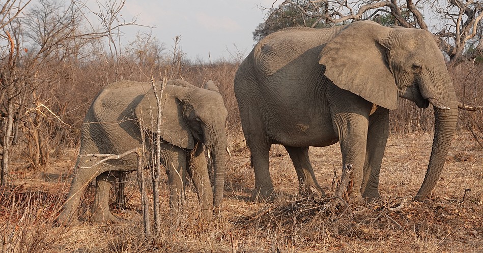 Überall Elefanten im Hwange National Park