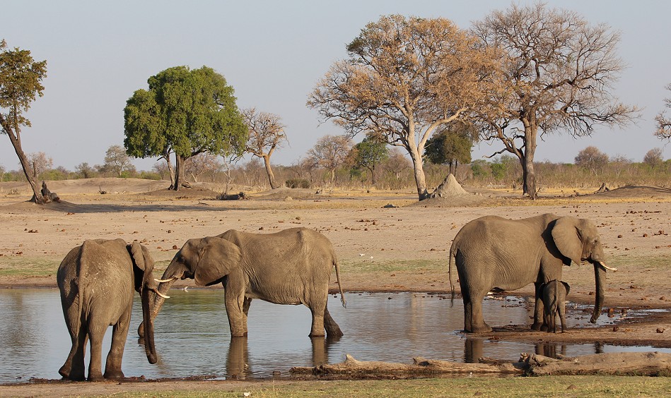 Elefanten im Hwange National Park