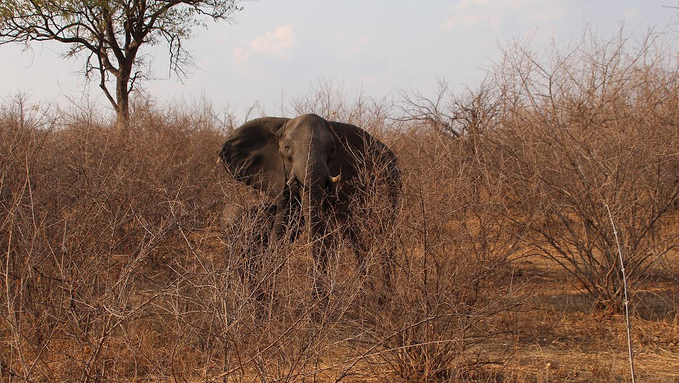erste unruhige Elefanten im Hwange