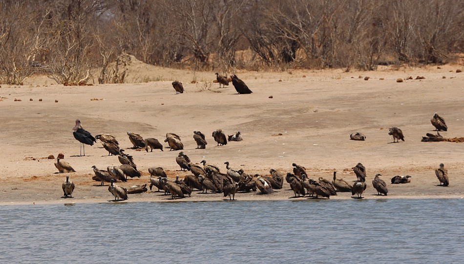 Marabu, Weißrücken- und Ohrengeier am Guvalala Dam