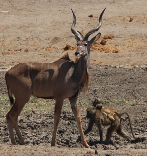 Großer Kudu, Kennedy 2 Dam