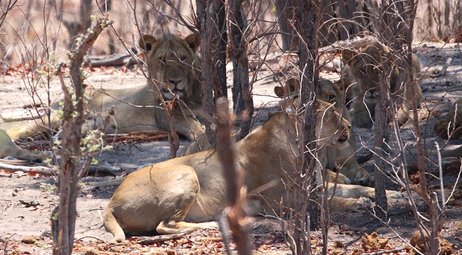 erste Löwen im Hwange National Park