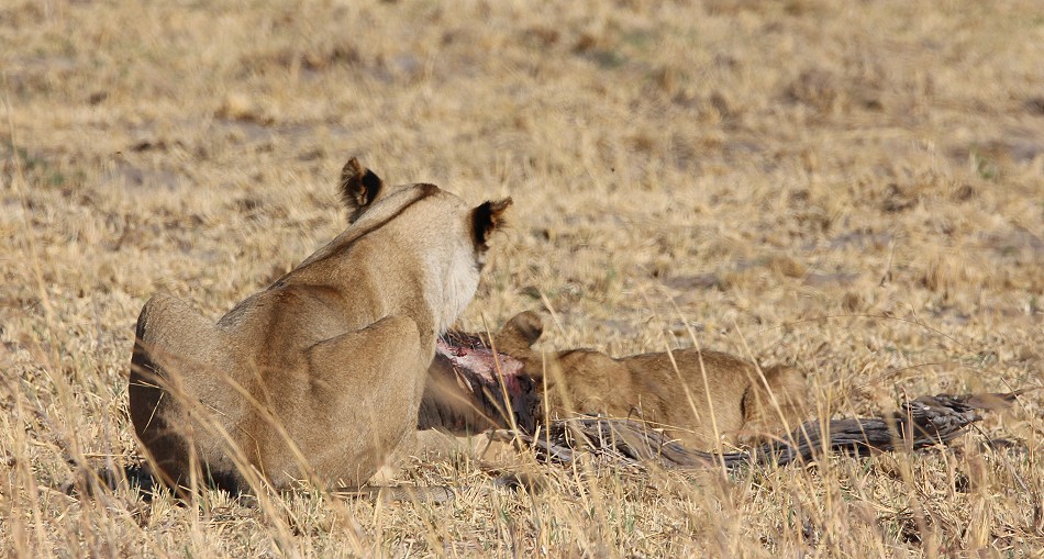Löwen am Elefantenkadaver, Hwange National Park