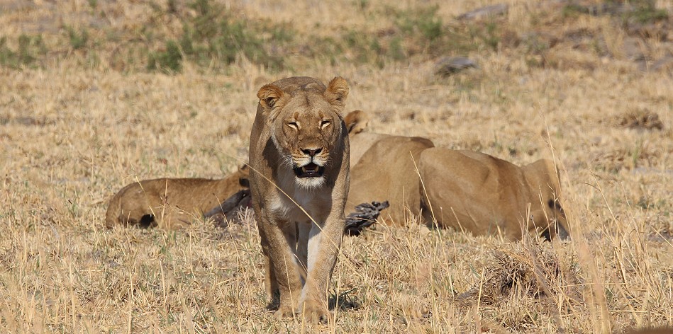 Löwen am Elefantenkadaver, Hwange National Park