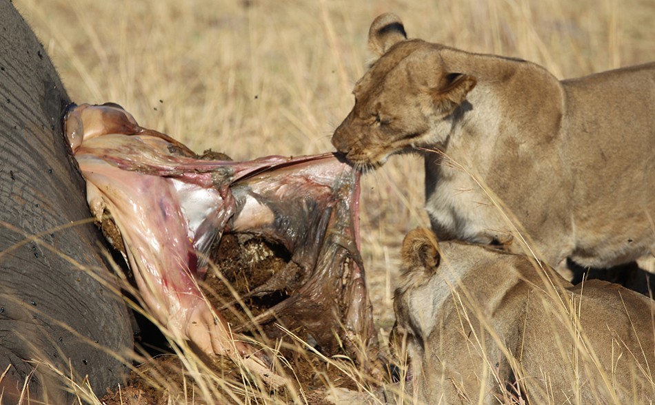 Löwen am Elefantenkadaver, Hwange National Park