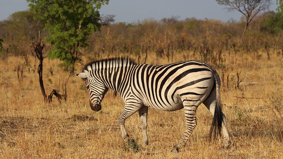 Zebra mit leichten Schattensreifen