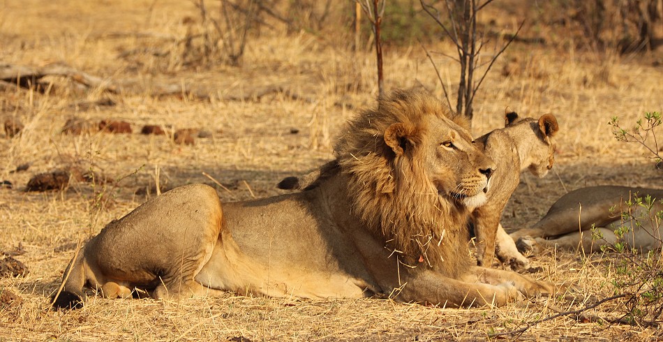 Masuma Löwen Rudel, Hwange National Park
