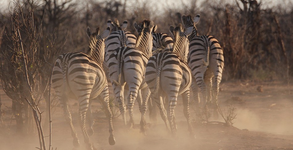 Steppenzebras
