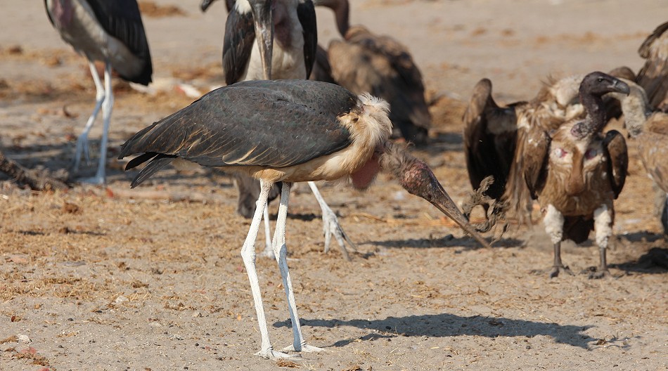 Marabu