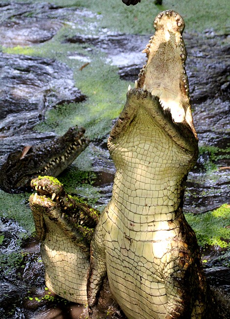 Fütterung der Nilkrokodile, Crocodile Park - Victoria Falls