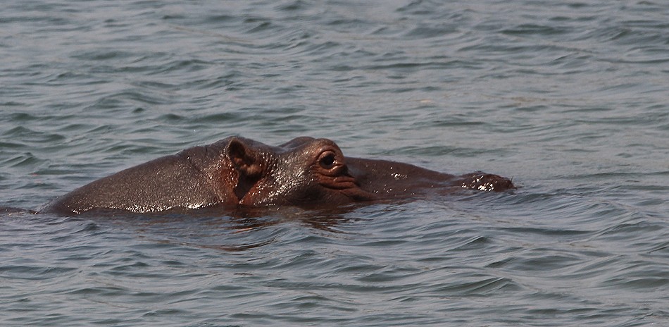 Flusspferde im Zambesi Frluss, im National Park