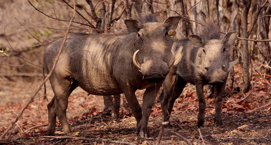 Warzenschweine im Zambesi National Park