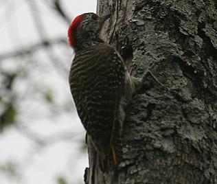 Kardinalspecht, Dendropicos fuscescens, Cardinal Woodpecker