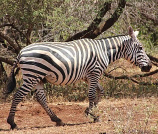 Mähnenloses oder Sudan Zebra (Equus quagga borensis)