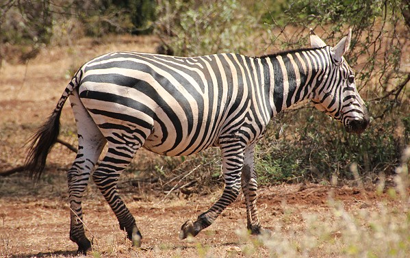 Mähnenloses oder Sudan Zebra (Equus quagga borensis)