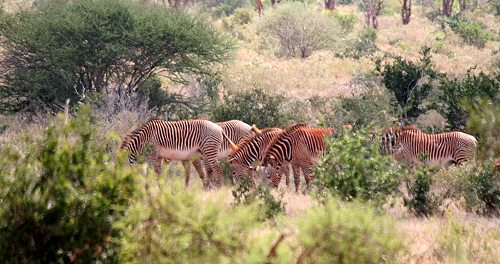 Grevey Zebras im Tsavo Ost National Park