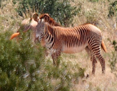 Grevey Zebras im Tsavo Ost National Park