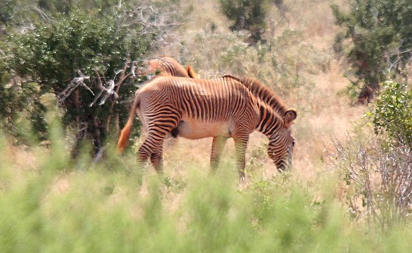 Grevey Zebras im Tsavo Ost National Park