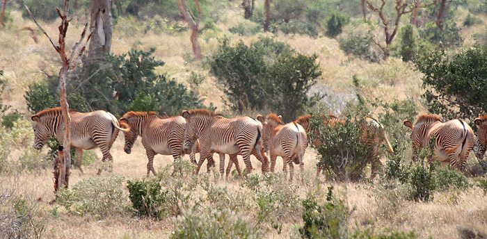 Grevey Zebras im Tsavo Ost National Park