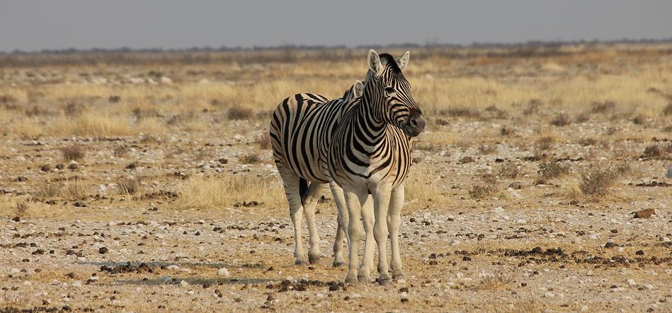 Steppenzebra (Equus quagga)