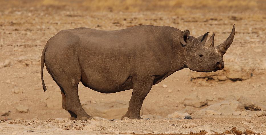 Spitzmaulnashorn oder Schwarzes Nashorn (Diceros bicornis)