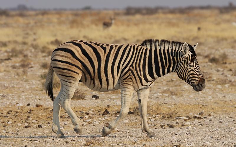 Steppenzebra (Equus quagga)